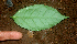  ( - BioBot01748)  @11 [ ] CreativeCommons - Attribution Non-Commercial Share-Alike (2010) Daniel H. Janzen Guanacaste Dry Forest Conservation Fund