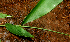  ( - BioBot01753)  @11 [ ] CreativeCommons - Attribution Non-Commercial Share-Alike (2010) Daniel H. Janzen Guanacaste Dry Forest Conservation Fund
