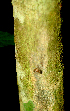  ( - BioBot01755)  @11 [ ] CreativeCommons - Attribution Non-Commercial Share-Alike (2010) Daniel H. Janzen Guanacaste Dry Forest Conservation Fund