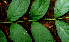  ( - BioBot01755)  @11 [ ] CreativeCommons - Attribution Non-Commercial Share-Alike (2010) Daniel H. Janzen Guanacaste Dry Forest Conservation Fund