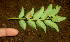  ( - BioBot01758)  @12 [ ] CreativeCommons - Attribution Non-Commercial Share-Alike (2010) Daniel H. Janzen Guanacaste Dry Forest Conservation Fund