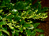  (Leptolobium - BioBot01758)  @14 [ ] CreativeCommons - Attribution Non-Commercial Share-Alike (2010) Daniel H. Janzen Guanacaste Dry Forest Conservation Fund