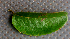  (Banara - BioBot01763)  @11 [ ] CreativeCommons - Attribution Non-Commercial Share-Alike (2010) Daniel H. Janzen Guanacaste Dry Forest Conservation Fund