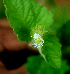  ( - BioBot01787)  @11 [ ] CreativeCommons - Attribution Non-Commercial Share-Alike (2010) Daniel H. Janzen Guanacaste Dry Forest Conservation Fund