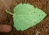  (Croton Espinoza5705 - BioBot01787)  @11 [ ] CreativeCommons - Attribution Non-Commercial Share-Alike (2010) Daniel H. Janzen Guanacaste Dry Forest Conservation Fund