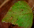  ( - BioBot01789)  @11 [ ] CreativeCommons - Attribution Non-Commercial Share-Alike (2010) Daniel H. Janzen Guanacaste Dry Forest Conservation Fund