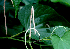  ( - BioBot01790)  @11 [ ] CreativeCommons - Attribution Non-Commercial Share-Alike (2010) Daniel H. Janzen Guanacaste Dry Forest Conservation Fund