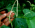  ( - BioBot01790)  @11 [ ] CreativeCommons - Attribution Non-Commercial Share-Alike (2010) Daniel H. Janzen Guanacaste Dry Forest Conservation Fund