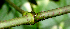  ( - BioBot01790)  @11 [ ] CreativeCommons - Attribution Non-Commercial Share-Alike (2010) Daniel H. Janzen Guanacaste Dry Forest Conservation Fund