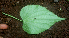  ( - BioBot01790)  @11 [ ] CreativeCommons - Attribution Non-Commercial Share-Alike (2010) Daniel H. Janzen Guanacaste Dry Forest Conservation Fund