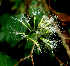  ( - BioBot01799)  @11 [ ] CreativeCommons - Attribution Non-Commercial Share-Alike (2010) Daniel H. Janzen Guanacaste Dry Forest Conservation Fund