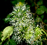  ( - BioBot01799)  @11 [ ] CreativeCommons - Attribution Non-Commercial Share-Alike (2010) Daniel H. Janzen Guanacaste Dry Forest Conservation Fund