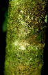  ( - BioBot01799)  @11 [ ] CreativeCommons - Attribution Non-Commercial Share-Alike (2010) Daniel H. Janzen Guanacaste Dry Forest Conservation Fund