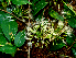  ( - BioBot01799)  @11 [ ] CreativeCommons - Attribution Non-Commercial Share-Alike (2010) Daniel H. Janzen Guanacaste Dry Forest Conservation Fund