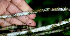  (Sabicea villosa - BioBot01803)  @11 [ ] CreativeCommons - Attribution Non-Commercial Share-Alike (2010) Daniel H. Janzen Guanacaste Dry Forest Conservation Fund
