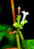  ( - BioBot01803)  @11 [ ] CreativeCommons - Attribution Non-Commercial Share-Alike (2010) Daniel H. Janzen Guanacaste Dry Forest Conservation Fund