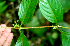  ( - BioBot01803)  @11 [ ] CreativeCommons - Attribution Non-Commercial Share-Alike (2010) Daniel H. Janzen Guanacaste Dry Forest Conservation Fund