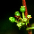  ( - BioBot01803)  @11 [ ] CreativeCommons - Attribution Non-Commercial Share-Alike (2010) Daniel H. Janzen Guanacaste Dry Forest Conservation Fund
