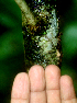  ( - BioBot01804)  @11 [ ] CreativeCommons - Attribution Non-Commercial Share-Alike (2010) Daniel H. Janzen Guanacaste Dry Forest Conservation Fund