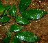  ( - BioBot01805)  @11 [ ] CreativeCommons - Attribution Non-Commercial Share-Alike (2010) Daniel H. Janzen Guanacaste Dry Forest Conservation Fund