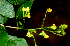  ( - BioBot01806)  @11 [ ] CreativeCommons - Attribution Non-Commercial Share-Alike (2010) Daniel H. Janzen Guanacaste Dry Forest Conservation Fund