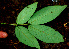  ( - BioBot01806)  @11 [ ] CreativeCommons - Attribution Non-Commercial Share-Alike (2010) Daniel H. Janzen Guanacaste Dry Forest Conservation Fund