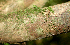  (Rondeletia - BioBot01834)  @11 [ ] CreativeCommons - Attribution Non-Commercial Share-Alike (2010) Daniel H. Janzen Guanacaste Dry Forest Conservation Fund