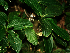  ( - BioBot01840)  @11 [ ] CreativeCommons - Attribution Non-Commercial Share-Alike (2010) Daniel H. Janzen Guanacaste Dry Forest Conservation Fund