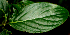 ( - BioBot01840)  @11 [ ] CreativeCommons - Attribution Non-Commercial Share-Alike (2010) Daniel H. Janzen Guanacaste Dry Forest Conservation Fund