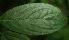  (Besleria robusta - BioBot01842)  @12 [ ] CreativeCommons - Attribution Non-Commercial Share-Alike (2010) Daniel H. Janzen Guanacaste Dry Forest Conservation Fund