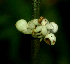  ( - BioBot01842)  @12 [ ] CreativeCommons - Attribution Non-Commercial Share-Alike (2010) Daniel H. Janzen Guanacaste Dry Forest Conservation Fund