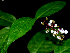  (Psychotria Espinoza5711 - BioBot01843)  @11 [ ] CreativeCommons - Attribution Non-Commercial Share-Alike (2010) Daniel H. Janzen Guanacaste Dry Forest Conservation Fund