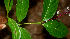  ( - BioBot01843)  @11 [ ] CreativeCommons - Attribution Non-Commercial Share-Alike (2010) Daniel H. Janzen Guanacaste Dry Forest Conservation Fund