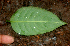 ( - BioBot01843)  @11 [ ] CreativeCommons - Attribution Non-Commercial Share-Alike (2010) Daniel H. Janzen Guanacaste Dry Forest Conservation Fund