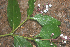  ( - BioBot01844)  @11 [ ] CreativeCommons - Attribution Non-Commercial Share-Alike (2010) Daniel H. Janzen Guanacaste Dry Forest Conservation Fund