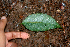  ( - BioBot01844)  @11 [ ] CreativeCommons - Attribution Non-Commercial Share-Alike (2010) Daniel H. Janzen Guanacaste Dry Forest Conservation Fund