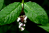  ( - BioBot01845)  @11 [ ] CreativeCommons - Attribution Non-Commercial Share-Alike (2010) Daniel H. Janzen Guanacaste Dry Forest Conservation Fund