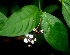  ( - BioBot01845)  @11 [ ] CreativeCommons - Attribution Non-Commercial Share-Alike (2010) Daniel H. Janzen Guanacaste Dry Forest Conservation Fund