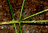  ( - BioBot01846)  @11 [ ] CreativeCommons - Attribution Non-Commercial Share-Alike (2010) Daniel H. Janzen Guanacaste Dry Forest Conservation Fund