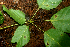  ( - BioBot01847)  @11 [ ] CreativeCommons - Attribution Non-Commercial Share-Alike (2010) Daniel H. Janzen Guanacaste Dry Forest Conservation Fund
