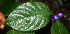  (Psychotria suerrensis - BioBot01862)  @11 [ ] CreativeCommons - Attribution Non-Commercial Share-Alike (2010) Daniel H. Janzen Guanacaste Dry Forest Conservation Fund