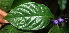  ( - BioBot01862)  @11 [ ] CreativeCommons - Attribution Non-Commercial Share-Alike (2010) Daniel H. Janzen Guanacaste Dry Forest Conservation Fund