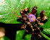  ( - BioBot01862)  @11 [ ] CreativeCommons - Attribution Non-Commercial Share-Alike (2010) Daniel H. Janzen Guanacaste Dry Forest Conservation Fund