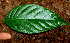  ( - BioBot01863)  @11 [ ] CreativeCommons - Attribution Non-Commercial Share-Alike (2010) Daniel H. Janzen Guanacaste Dry Forest Conservation Fund