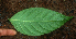  ( - BioBot01863)  @11 [ ] CreativeCommons - Attribution Non-Commercial Share-Alike (2010) Daniel H. Janzen Guanacaste Dry Forest Conservation Fund