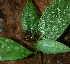  ( - BioBot01864)  @11 [ ] CreativeCommons - Attribution Non-Commercial Share-Alike (2010) Daniel H. Janzen Guanacaste Dry Forest Conservation Fund