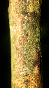 ( - BioBot01868)  @11 [ ] CreativeCommons - Attribution Non-Commercial Share-Alike (2010) Daniel H. Janzen Guanacaste Dry Forest Conservation Fund