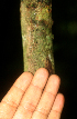  ( - BioBot01868)  @11 [ ] CreativeCommons - Attribution Non-Commercial Share-Alike (2010) Daniel H. Janzen Guanacaste Dry Forest Conservation Fund