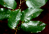  ( - BioBot01868)  @11 [ ] CreativeCommons - Attribution Non-Commercial Share-Alike (2010) Daniel H. Janzen Guanacaste Dry Forest Conservation Fund