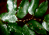  ( - BioBot01868)  @11 [ ] CreativeCommons - Attribution Non-Commercial Share-Alike (2010) Daniel H. Janzen Guanacaste Dry Forest Conservation Fund